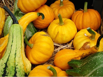 Array of pumpkins and other varieties of squash