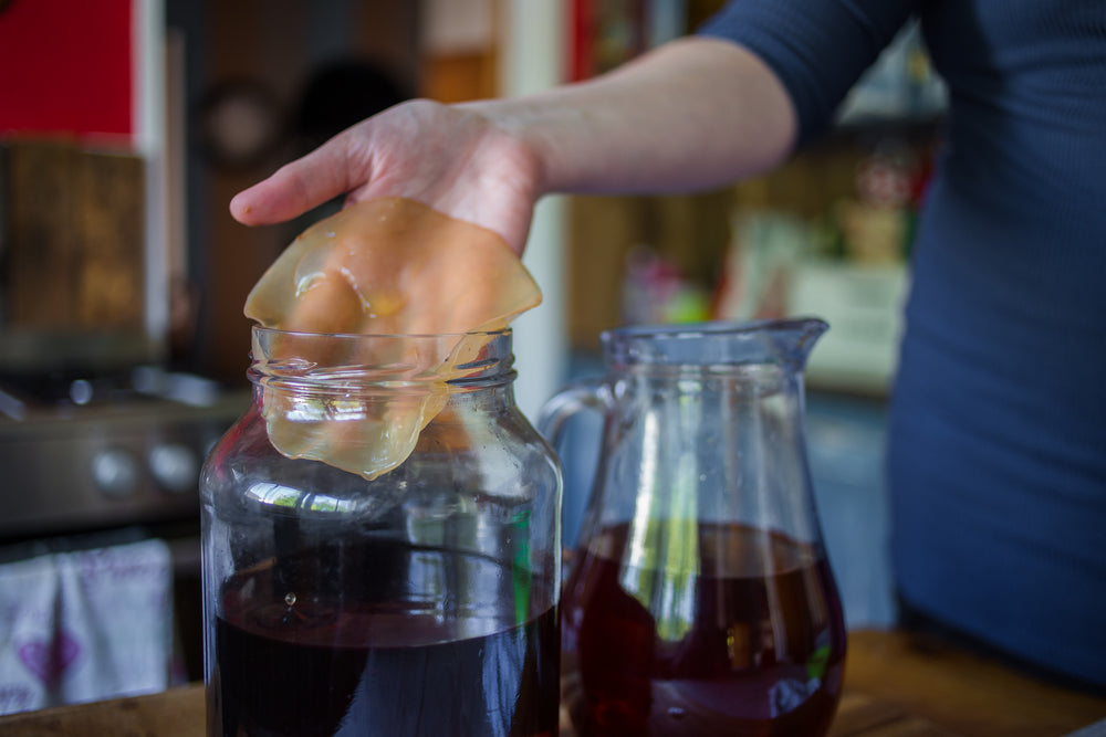 a woman holds SCOBY over pitcher of fermented beverage, kombucha tea